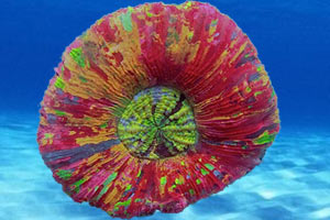 coraloftheweek