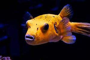 utah aquatic dreams fish of the week
