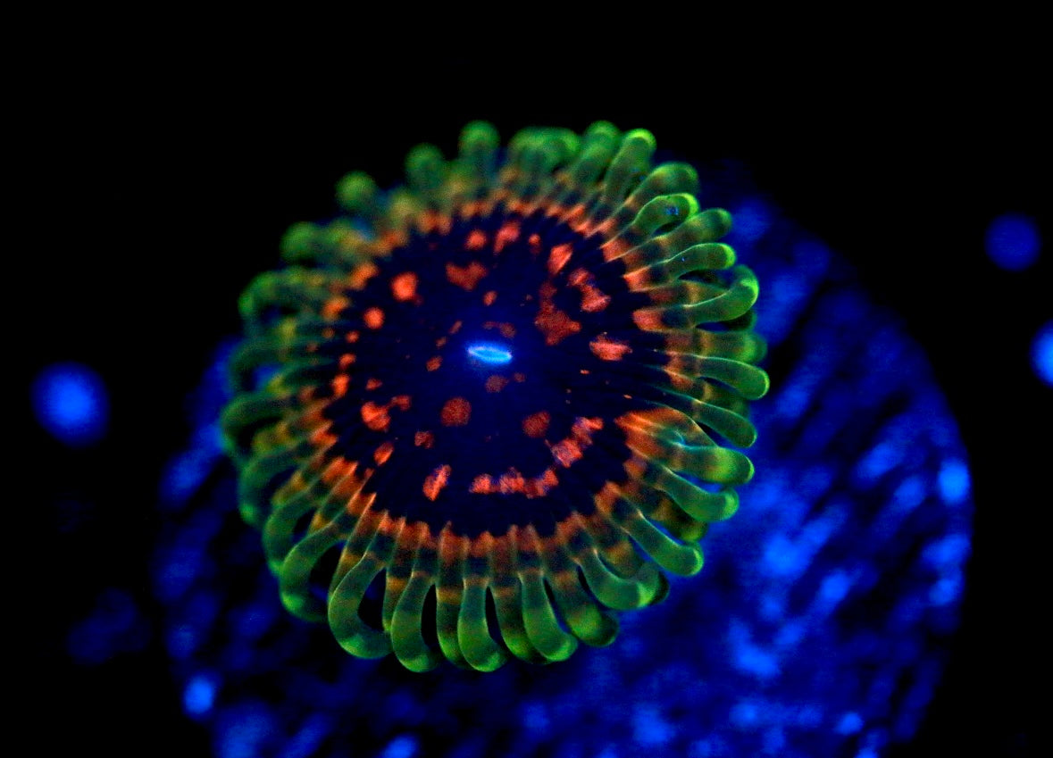 WYSIWYG Coral     >