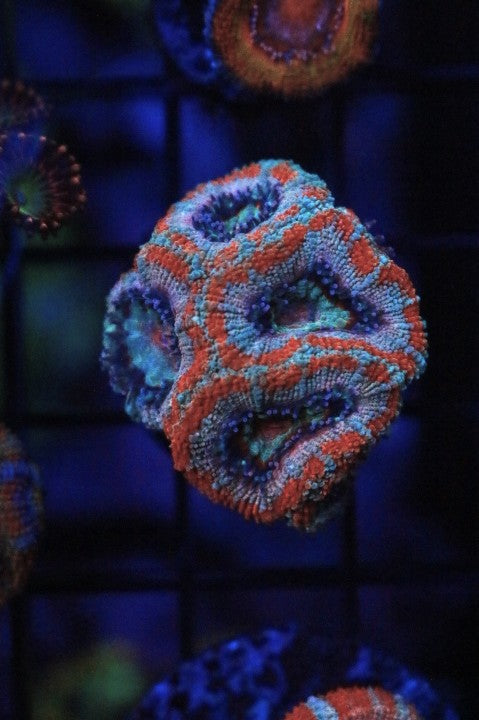 F6 WYSIWYG AD Cherry Frost Acan