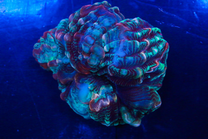 WYSIWYG Rainbow Cynarina