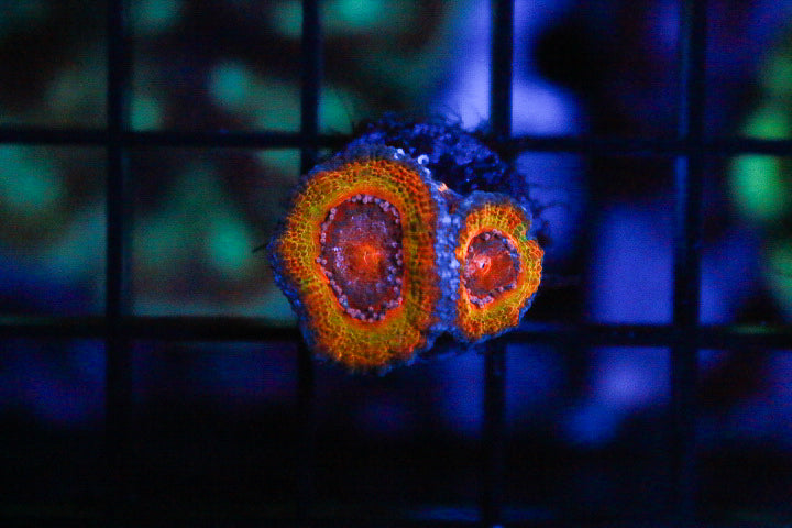 F5 WYSIWYG Jawbreaker Acan