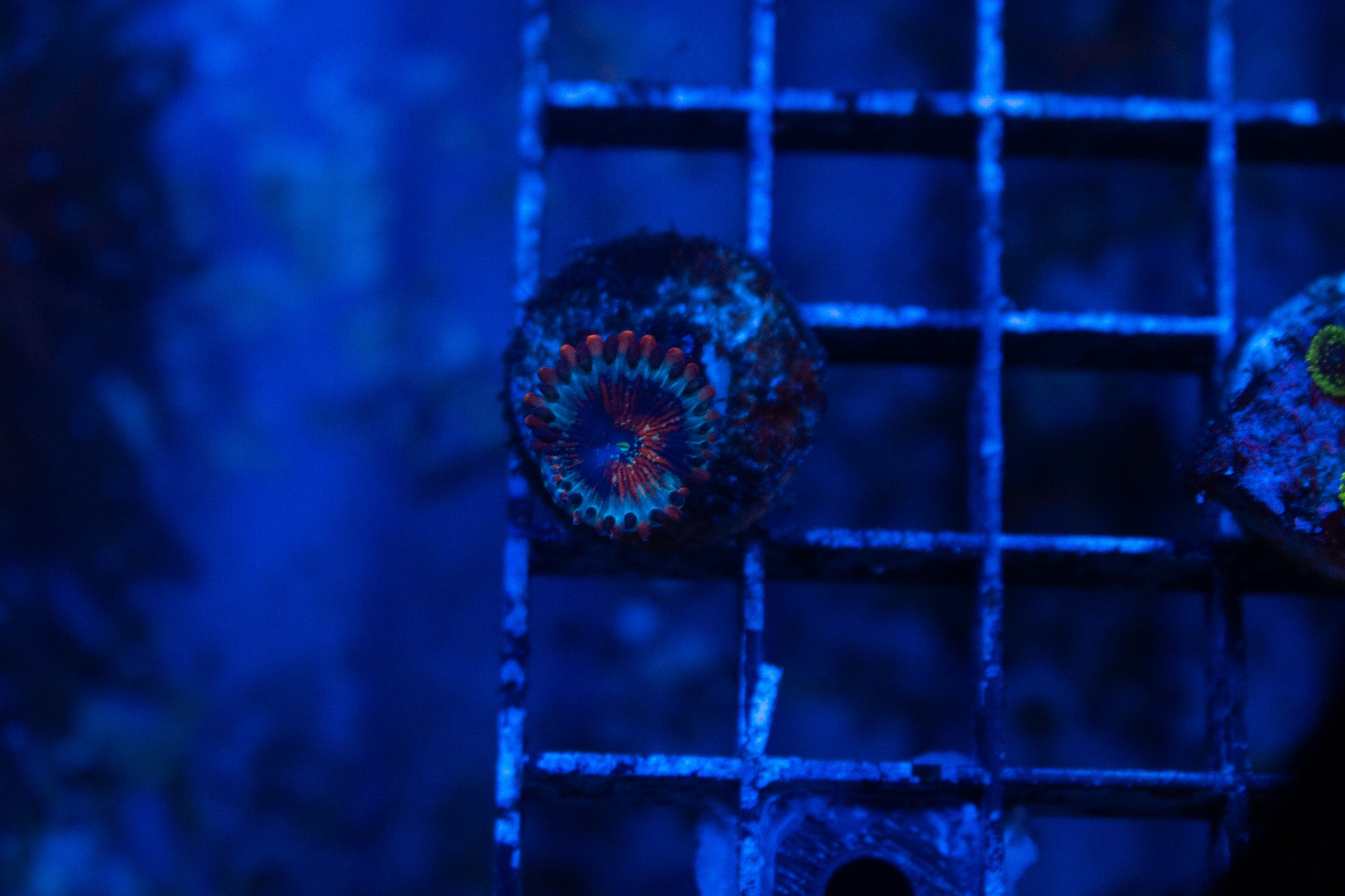 A2 WYSIWYG White Zombie Zoa