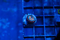 A4 WYSIWYG White Zombie Zoa