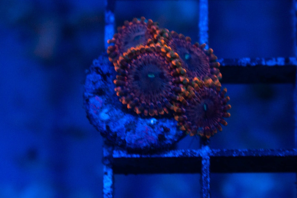A5 WYSIWYG Fairy Fart Zoa