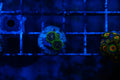 B1 WYSIWYG Exosphere Zoa