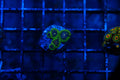 B2 WYSIWYG Exosphere Zoa