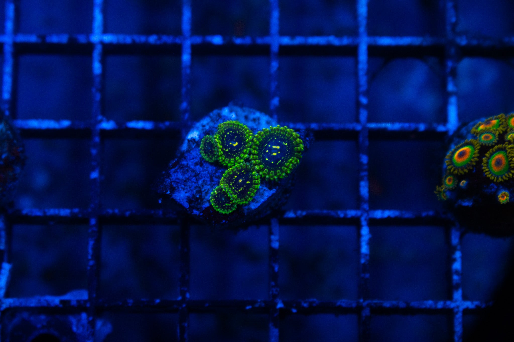 B2 WYSIWYG Exosphere Zoa