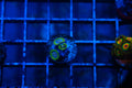 B3 WYSIWYG Exosphere Zoa
