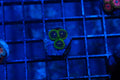 B4 WYSIWYG Exosphere Zoa