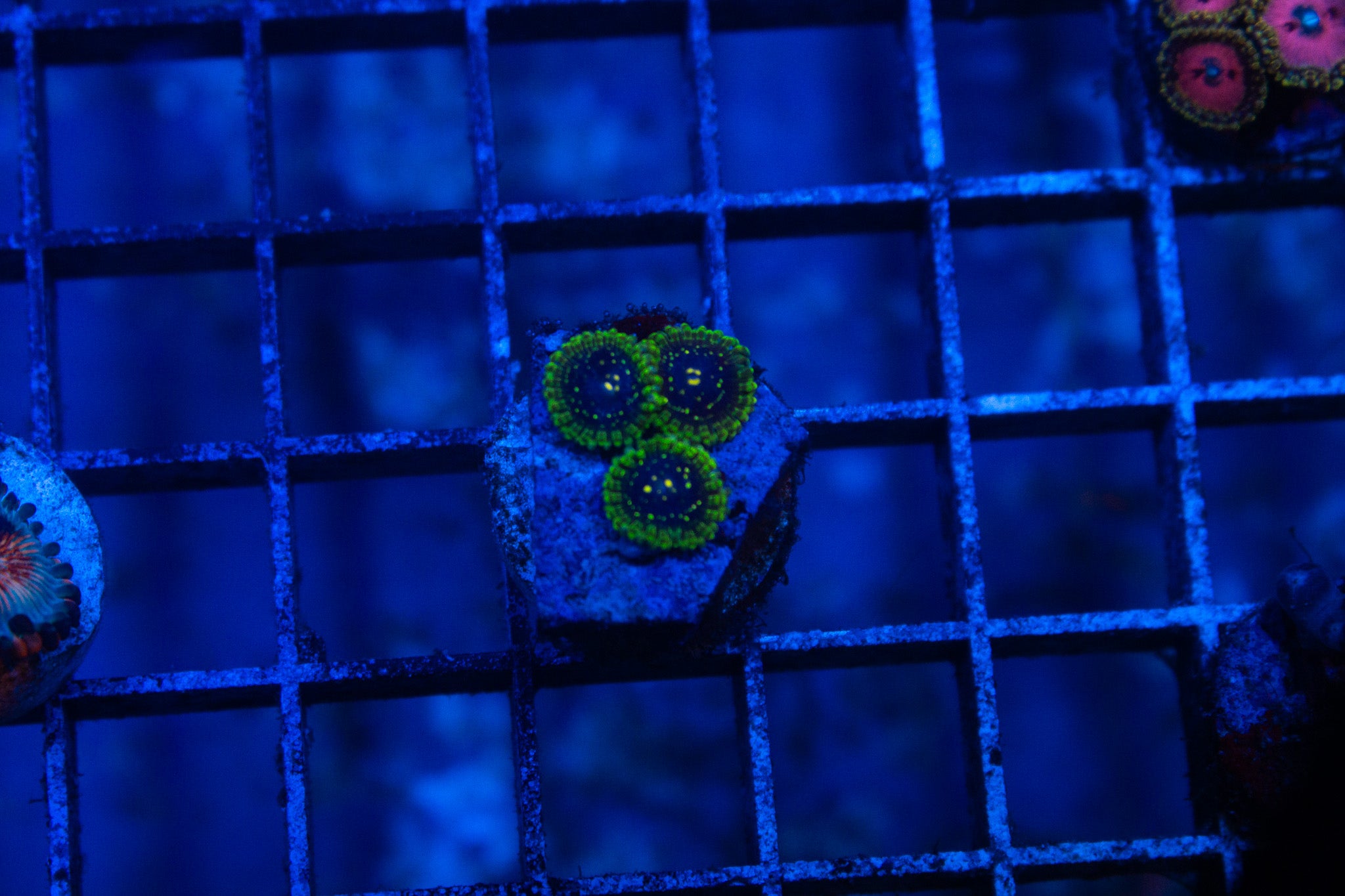 B4 WYSIWYG Exosphere Zoa