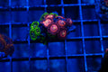 B5 WYSIWYG Exosphere & Halle Berry Zoa