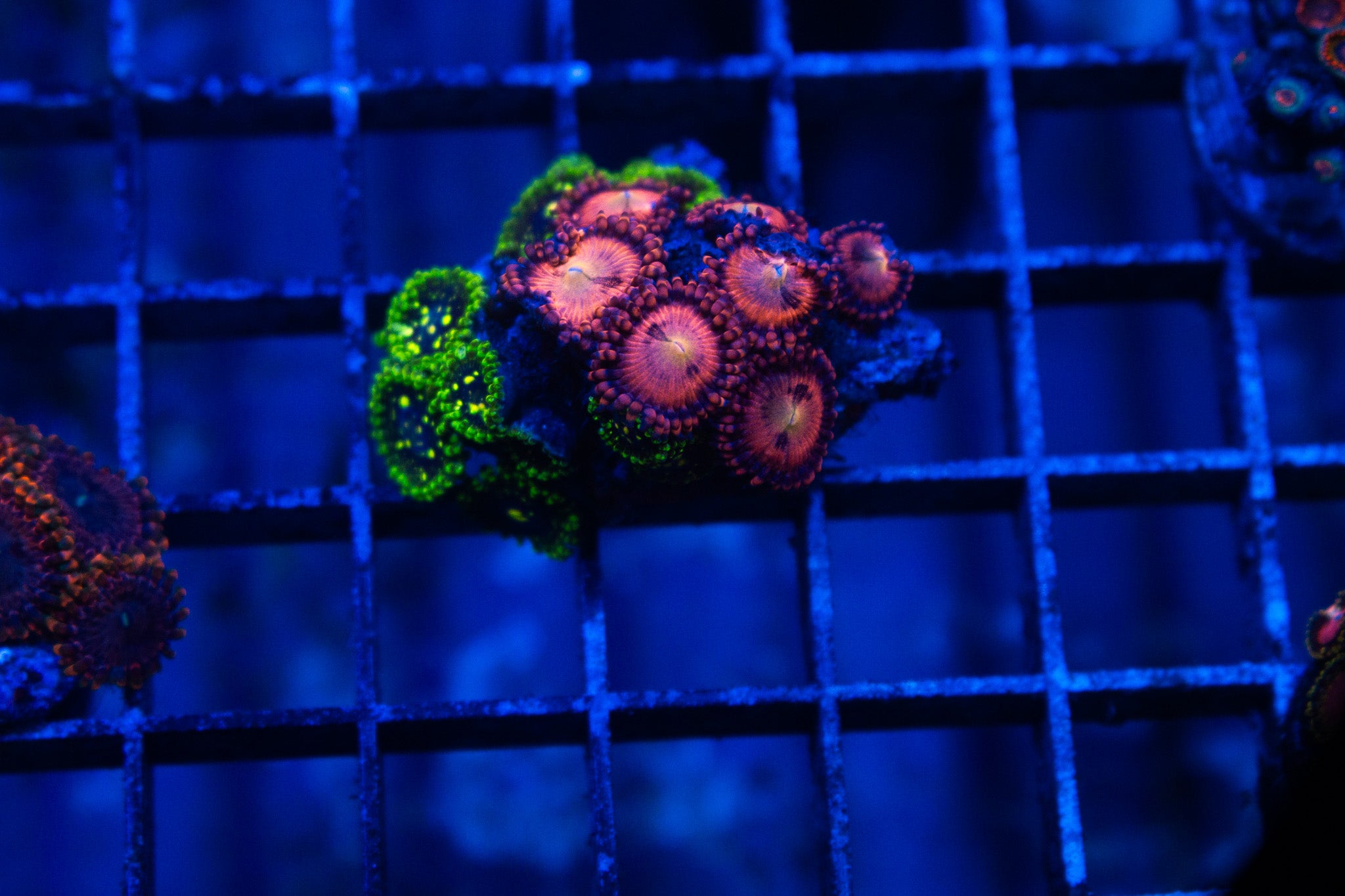 B5 WYSIWYG Exosphere & Halle Berry Zoa