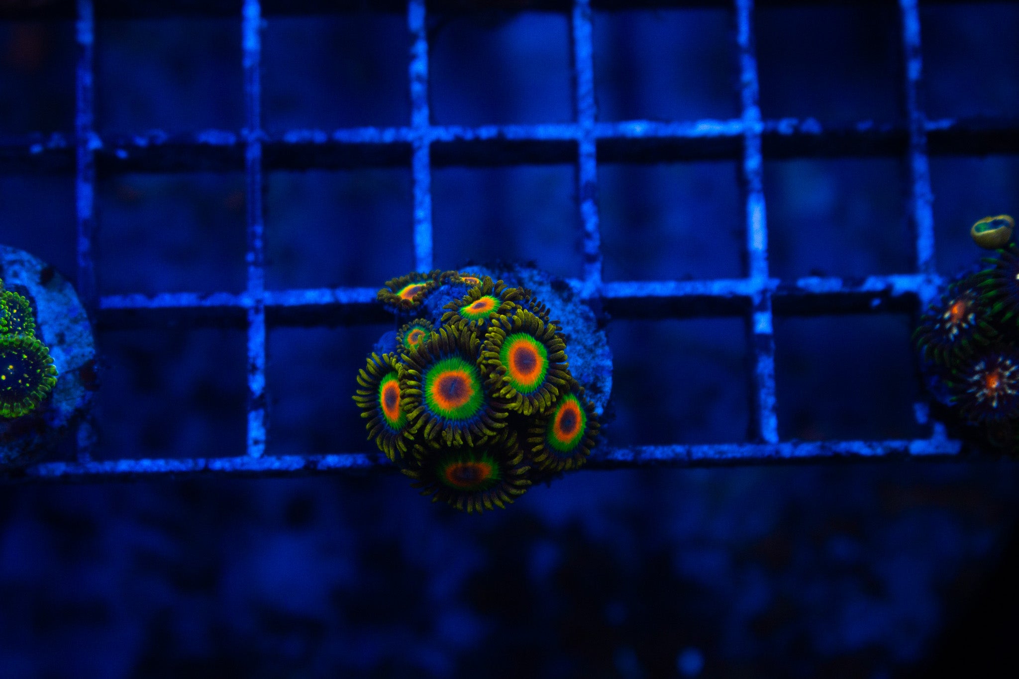C1 WYSIWYG Rasta Zoa