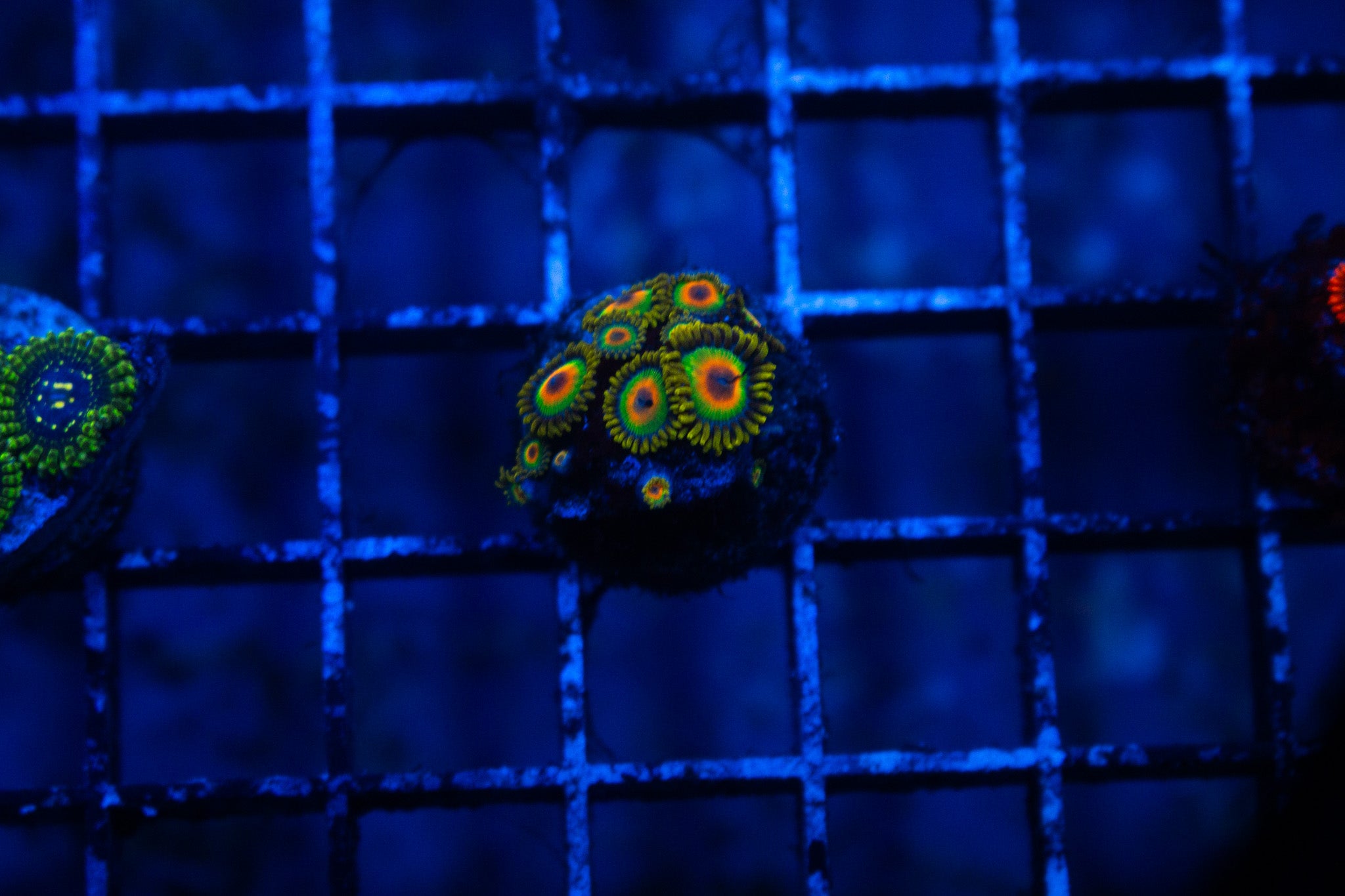 C2 WYSIWYG Rasta Zoa