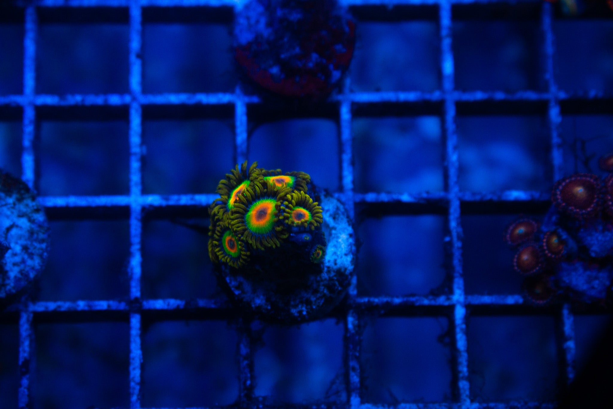 C3 WYSIWYG Rasta Zoa