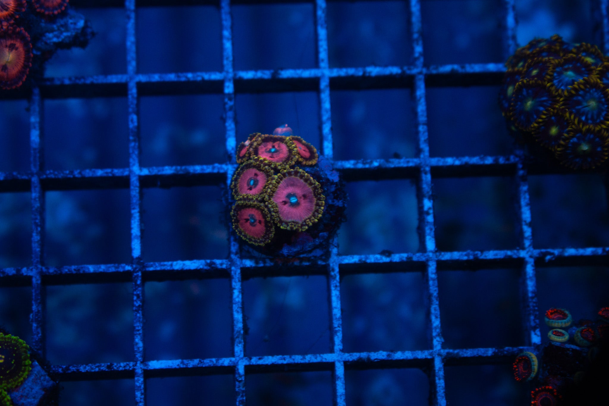 C5 Pink Diamond Zoa