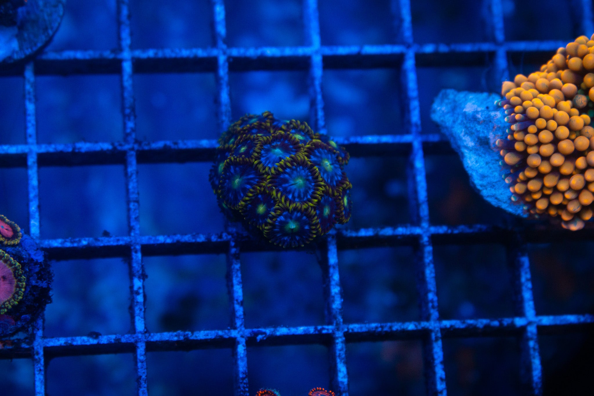 D3 WYSIWYG Wild Zoa