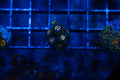 D1 WYSIWYG Daisy Cutter Zoa
