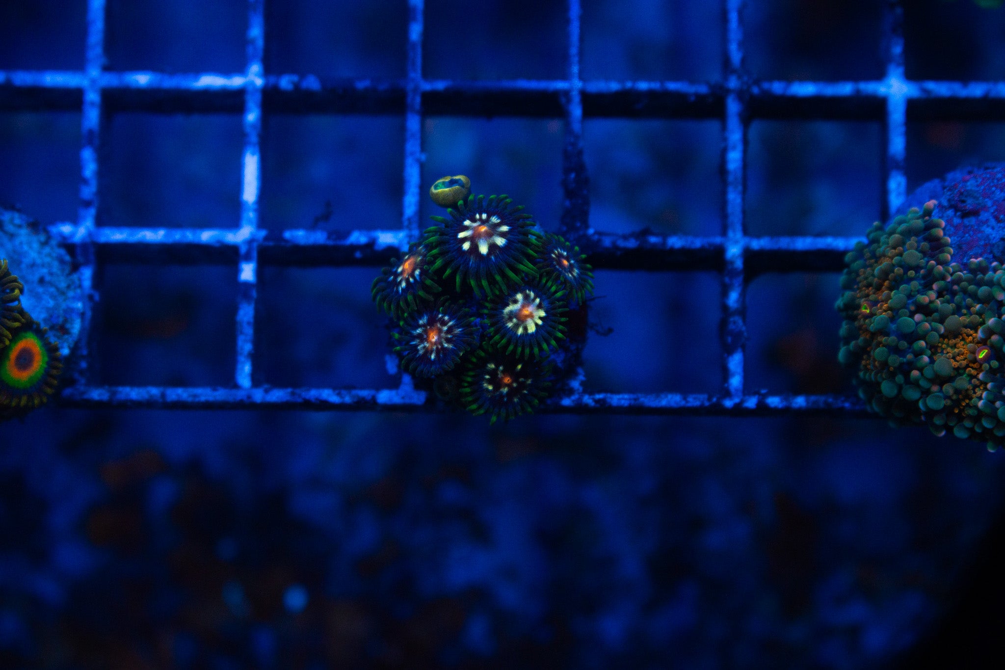 D1 WYSIWYG Daisy Cutter Zoa