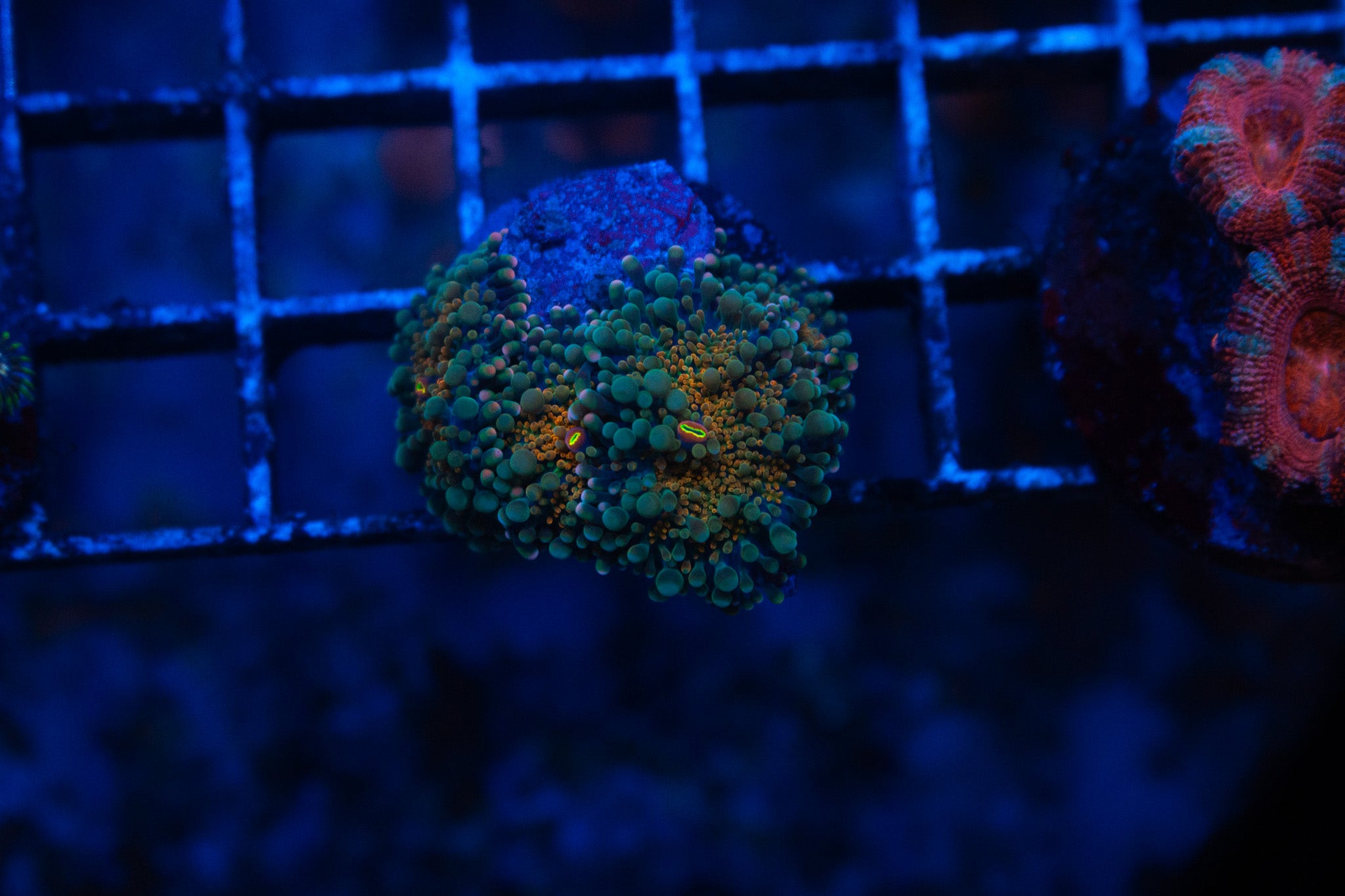 E1 WYSIWYG Yuma Mushroom