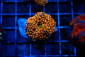 E4 WYSIWYG Orange Ricordia Mushroom