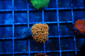 E5 WYSIWYG Orange Ricordia Mushroom