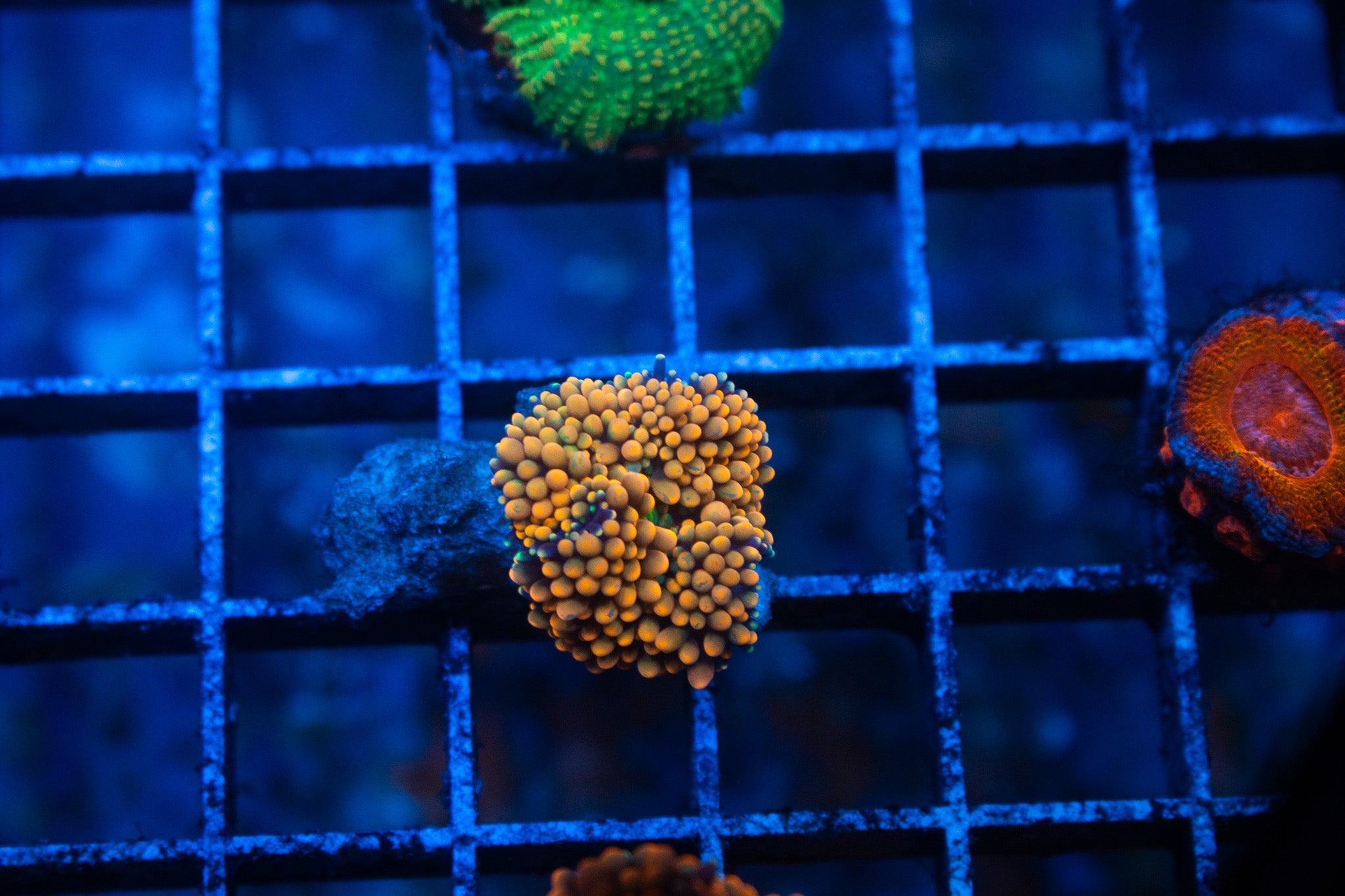 E5 WYSIWYG Orange Ricordia Mushroom