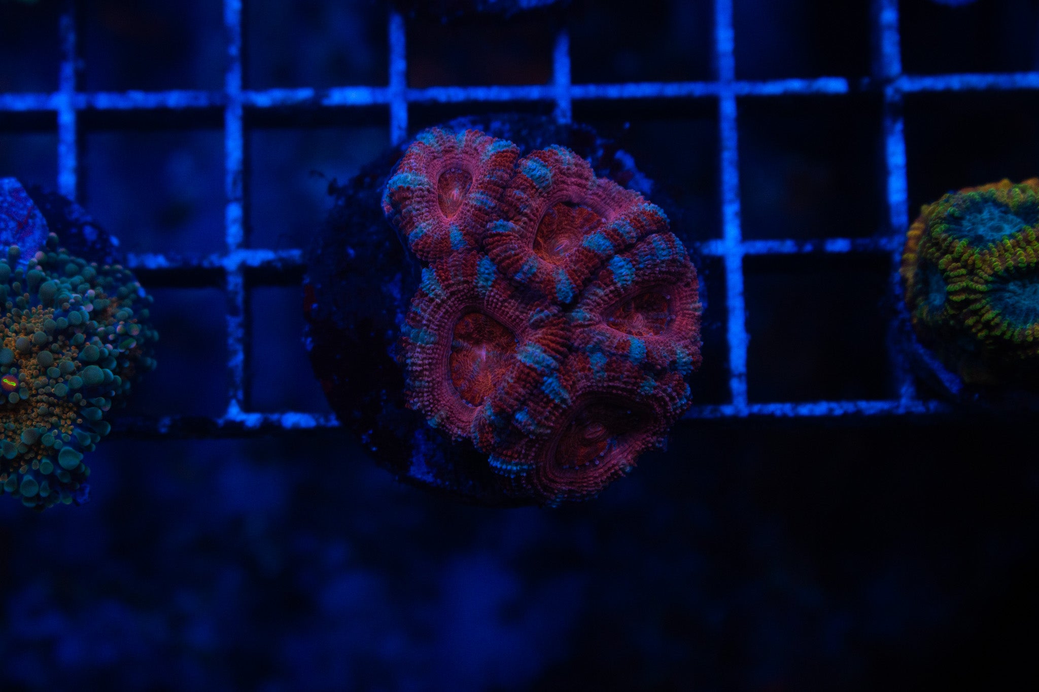 F1 WYSIWYG AD Bubblegum Blast Acan