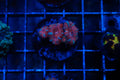 F2 WYSIWYG AD BubbleGum Blast Acan
