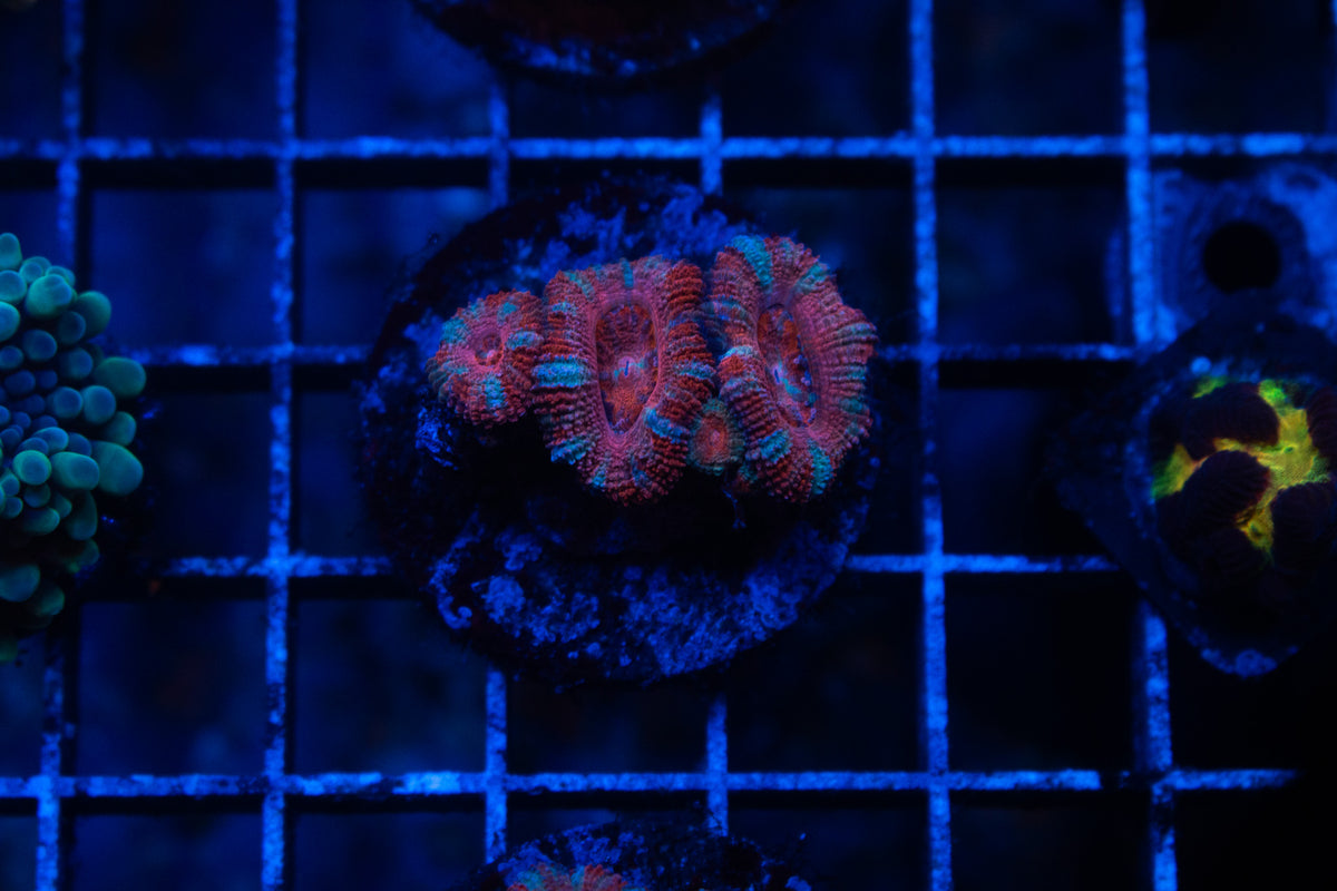 F2 WYSIWYG AD BubbleGum Blast Acan
