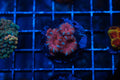 F3 WYSIWYG AD BubbleGum Blast Acan