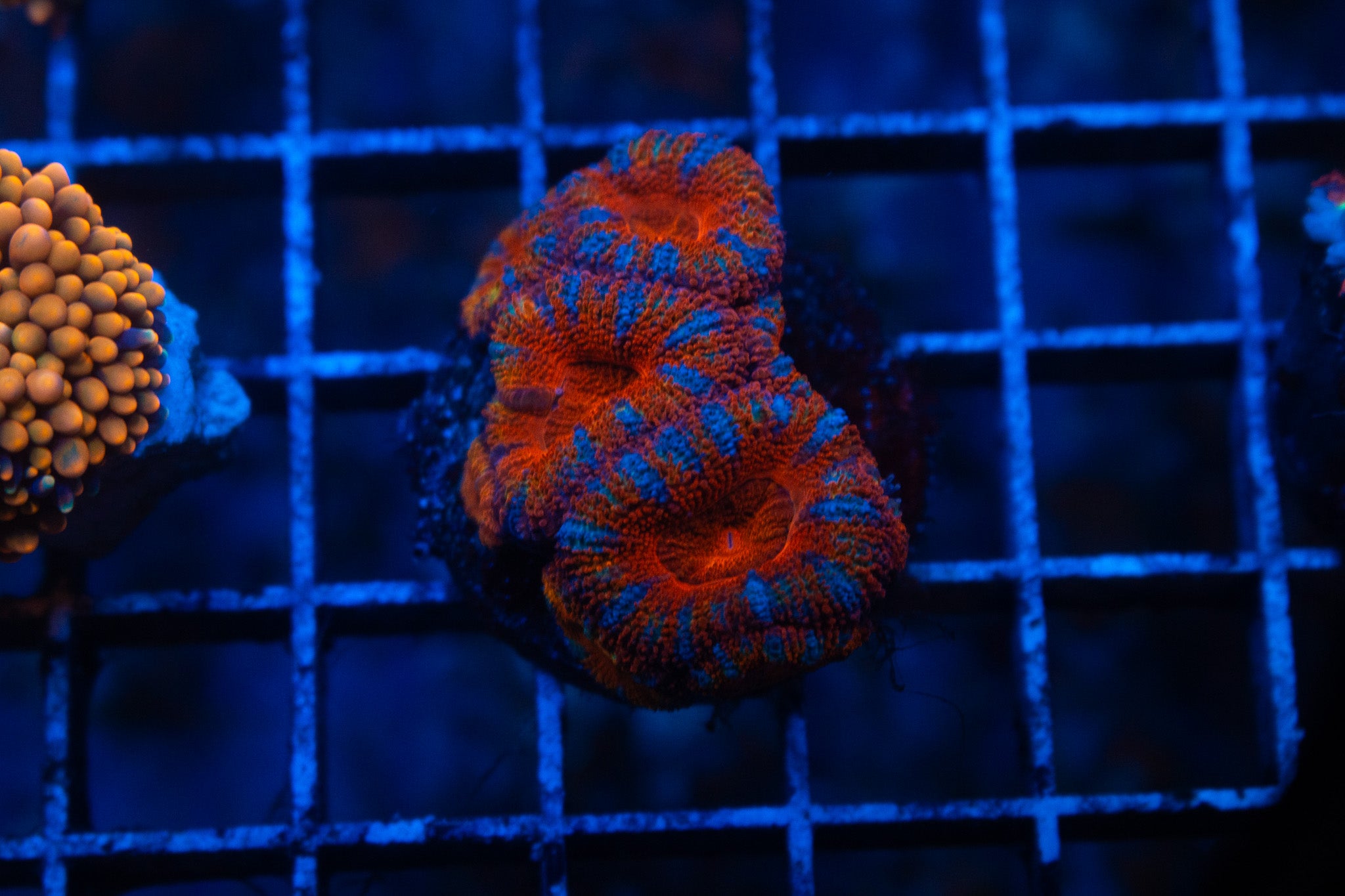 F4 WYSIWYG Spiderman Acan