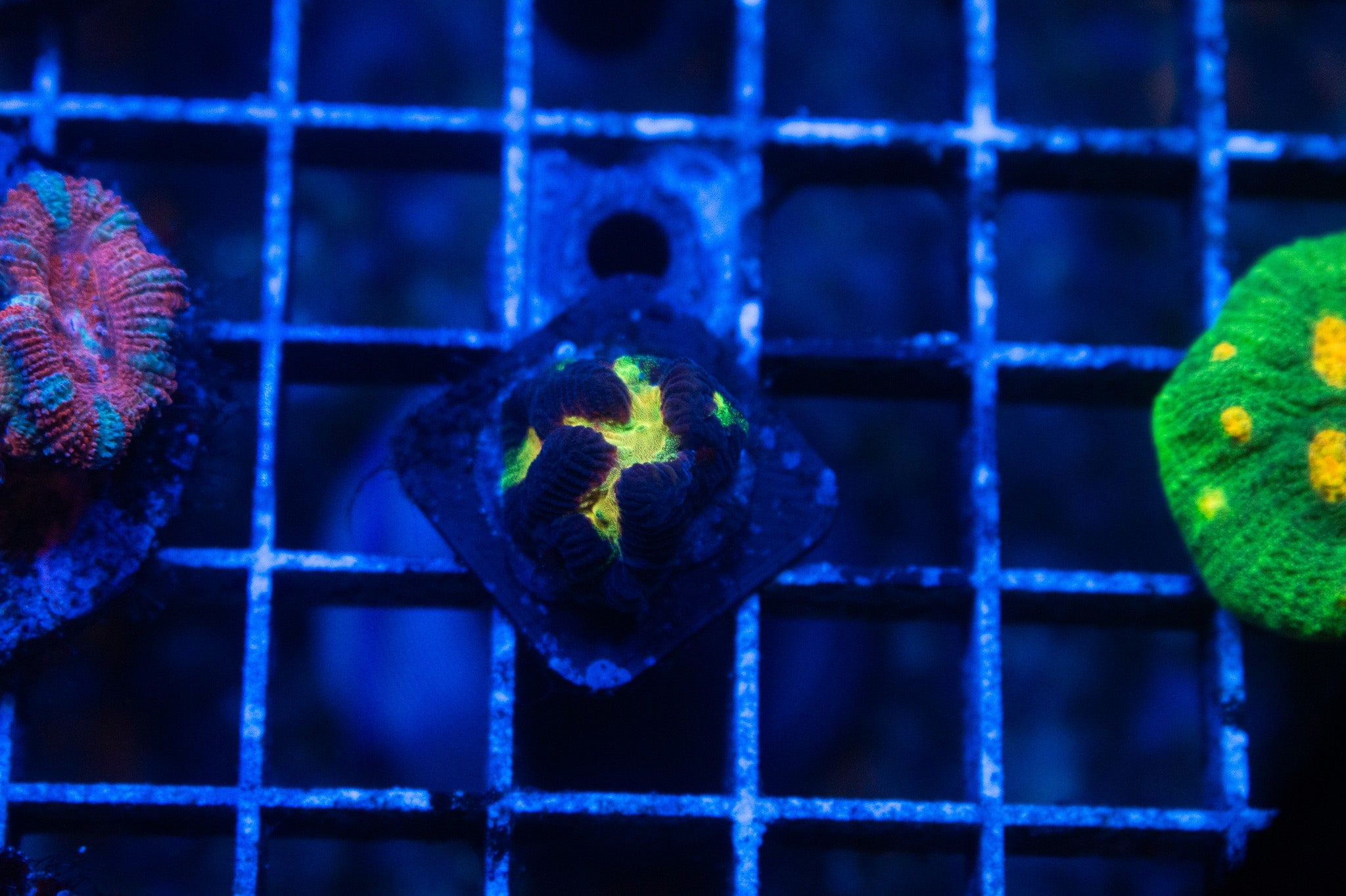 G2 WYSIWYG Lightning Platygyra