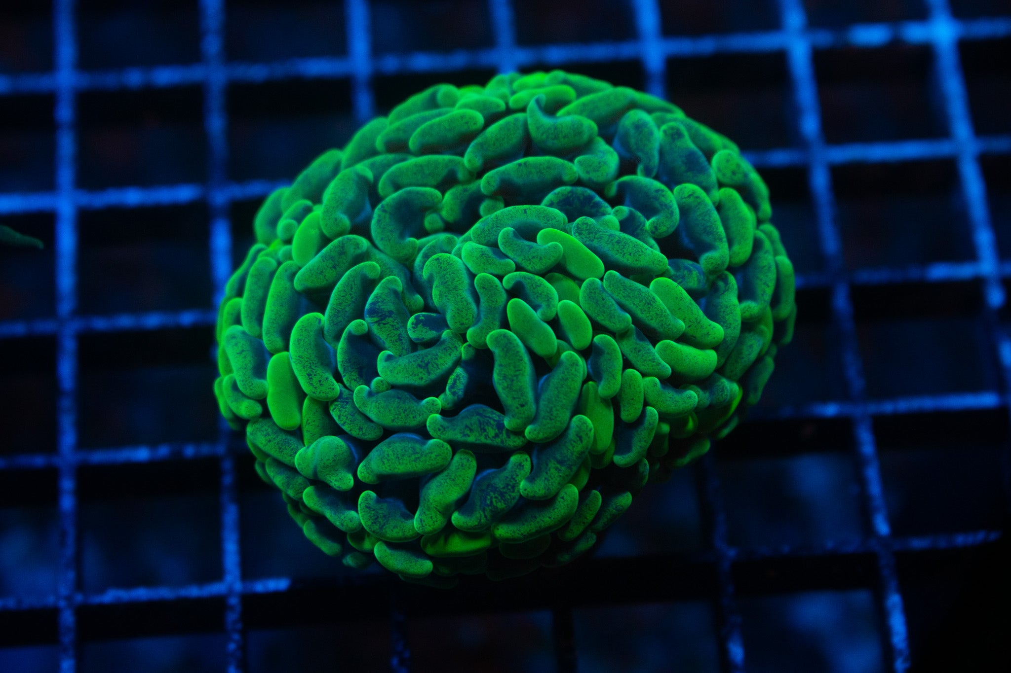 J5 WYSIWYG Splatter Hammer