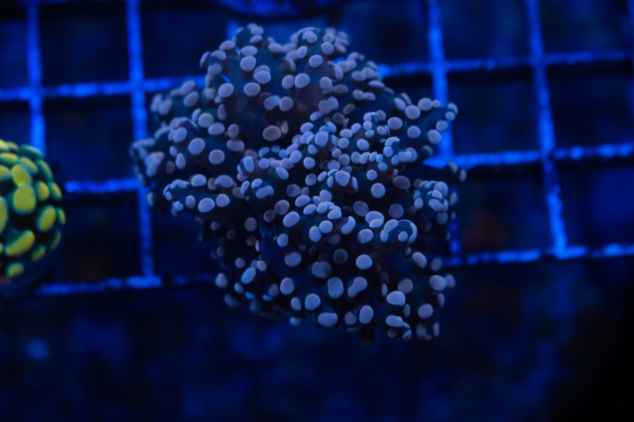K1 WYSIWYG Pink Octospawn