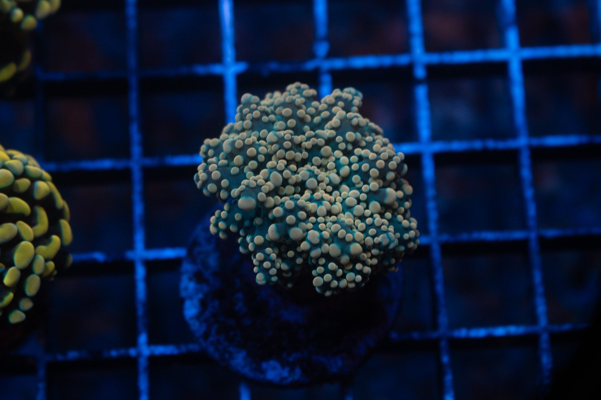 K2 WYSIWYG Gold Octospawn