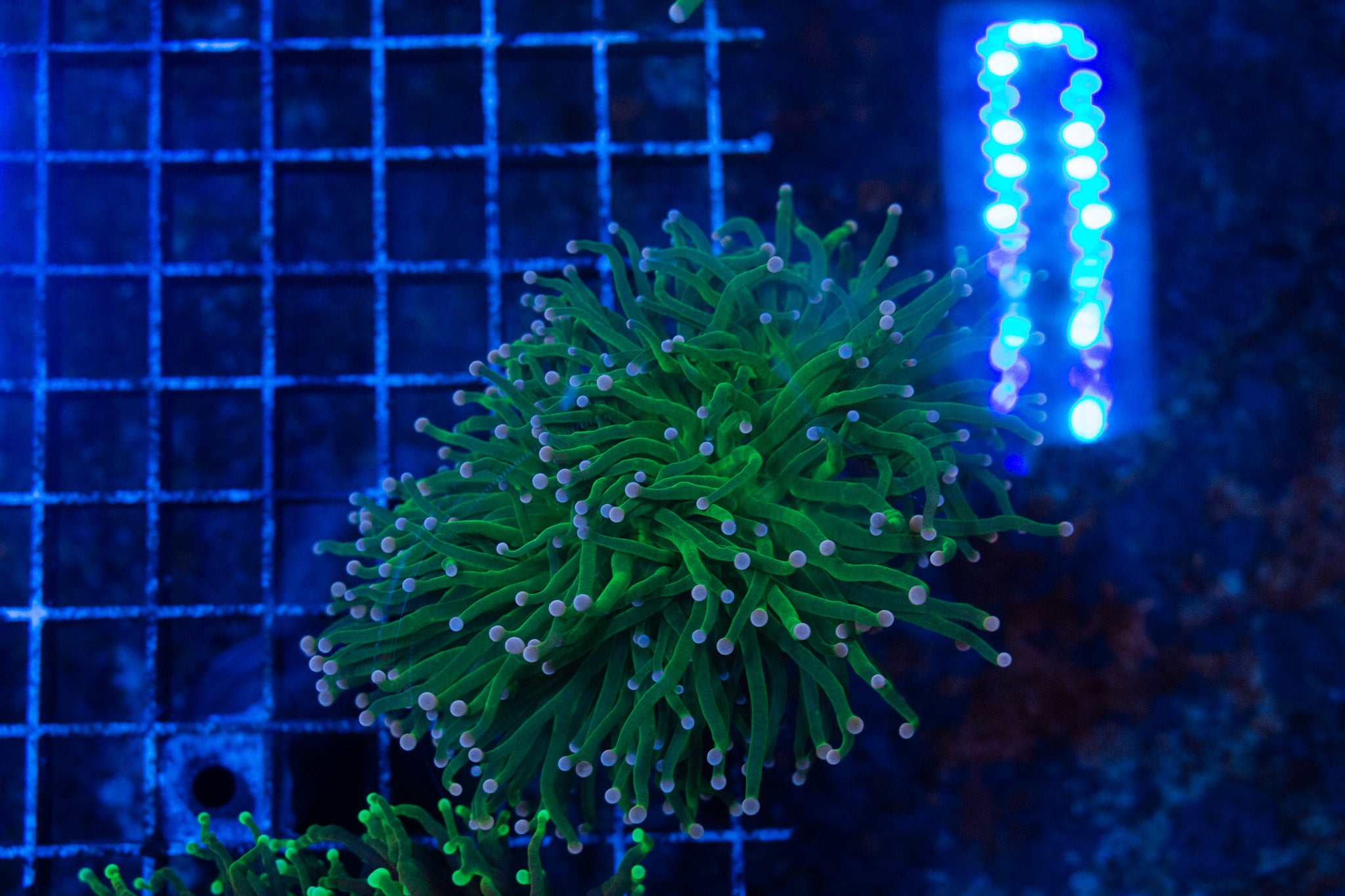 L5 WYSIWYG Blue and Pink Tip Torch