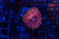 WYSISYG Peppermint Cynarina