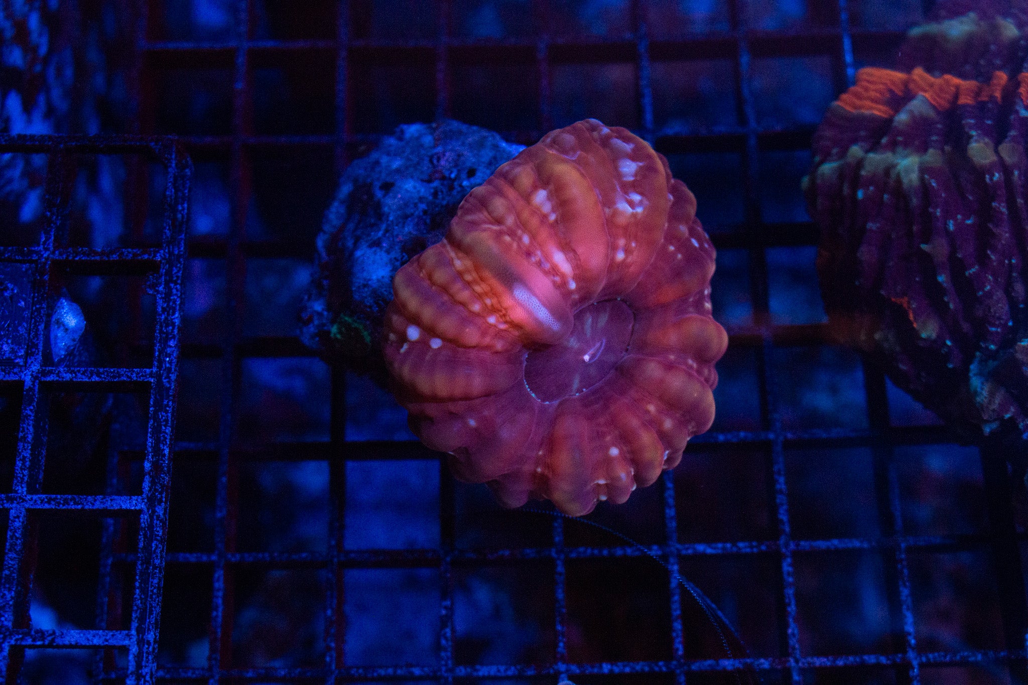 WYSISYG Peppermint Cynarina