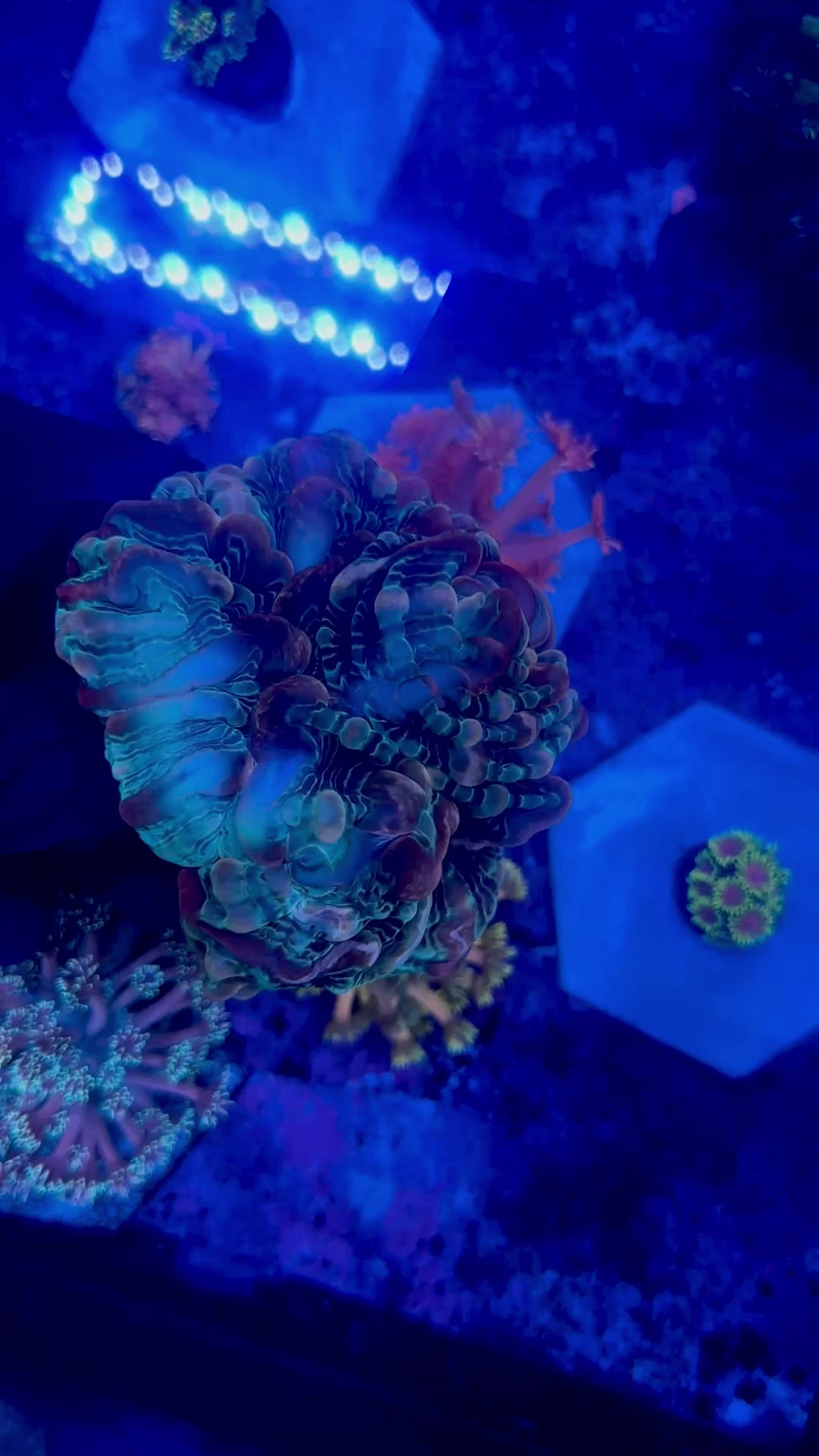WYSIWYG Rainbow Cynarina
