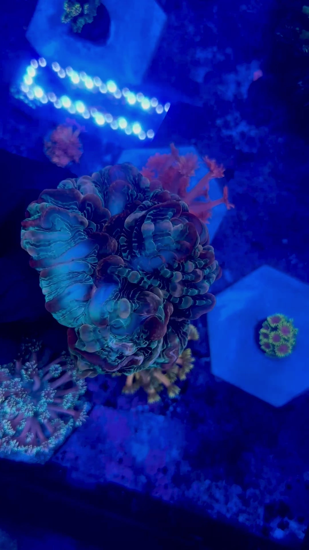 WYSIWYG Rainbow Cynarina
