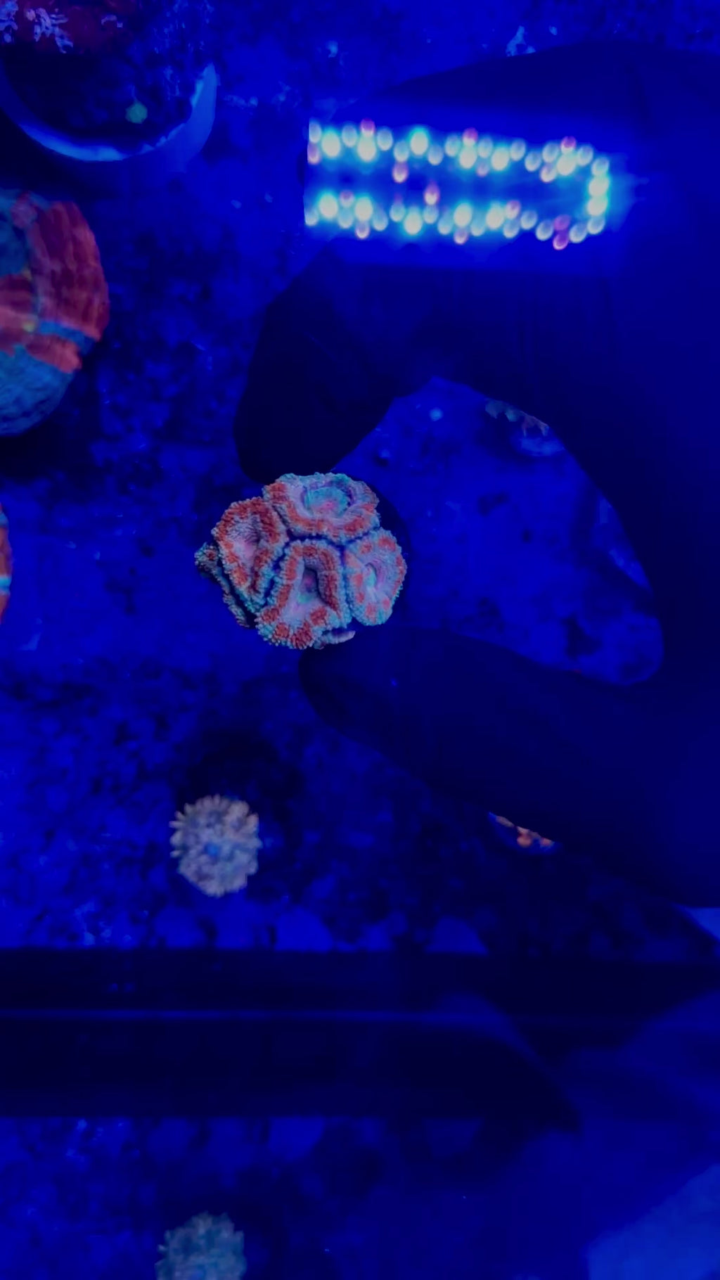 F6 WYSIWYG AD Cherry Frost Acan