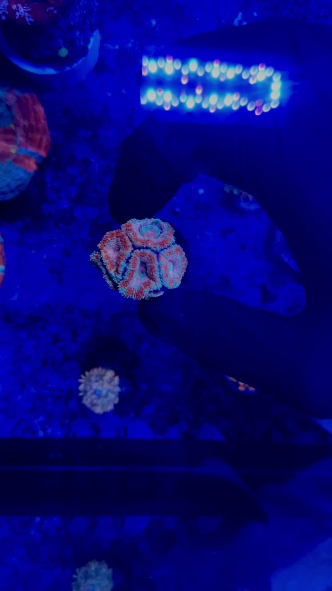 F6 WYSIWYG AD Cherry Frost Acan