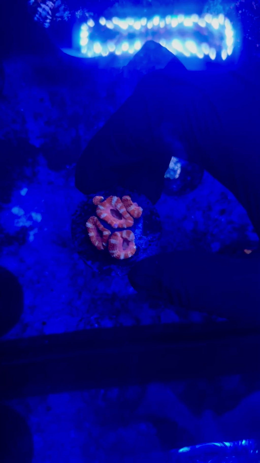 F3 WYSIWYG AD BubbleGum Blast