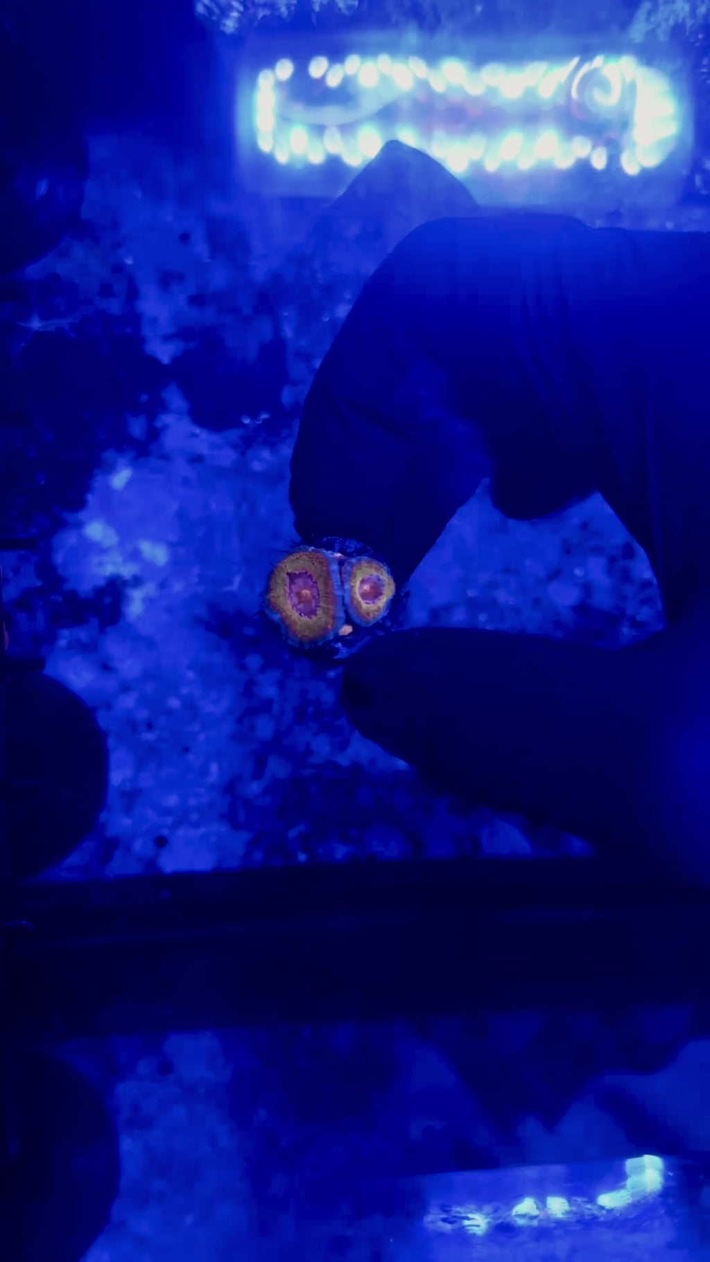 F5 WYSIWYG Jawbreaker Acan