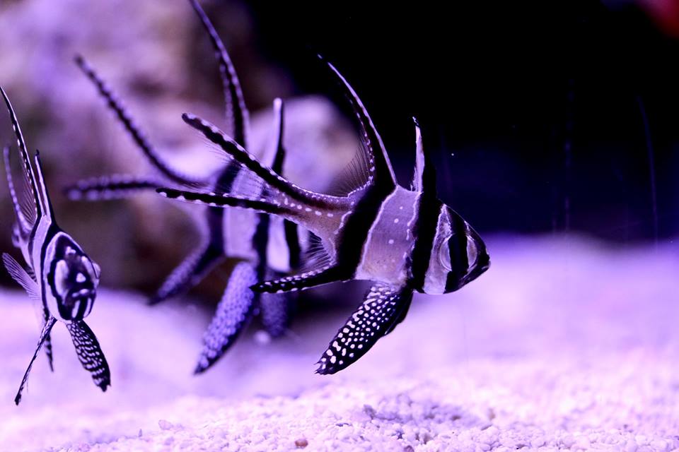 Saltwater fish that are easy to care for · Aquatic Dreams, Clearfield