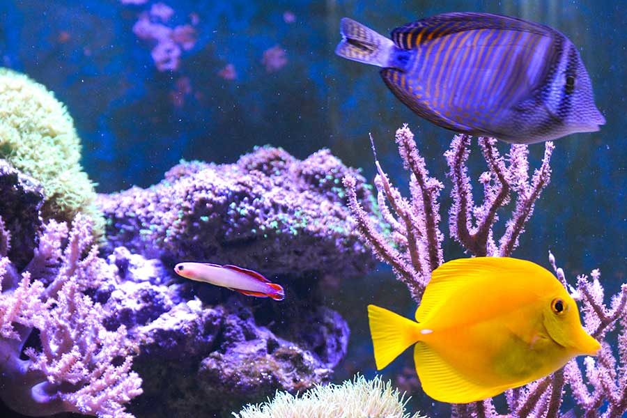 Monster Fish Aquariums | Aquatic Dreams, Clearfield